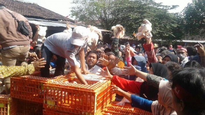 Ketika Ayam Harus Berbagi